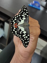 Papilio demoleus
