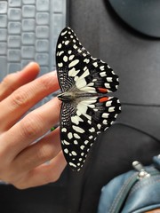 Papilio demoleus