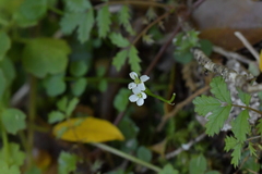 Cardamine corymbosa