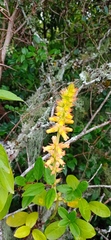 Sinningia allagophylla