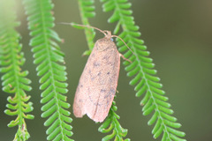 Garrha repandula