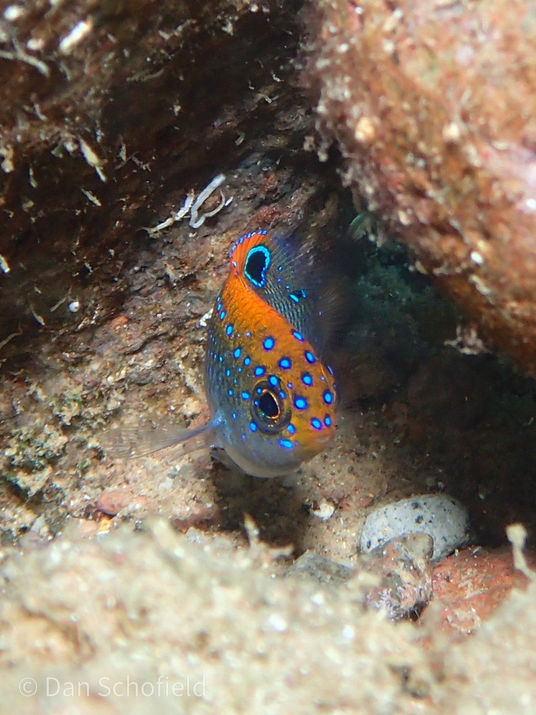 Photo of Dusky damselfish (Stegastes adustus)