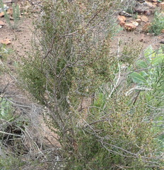 Cliffortia ramosissima