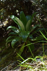 Celmisia holosericea