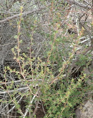 Cliffortia ramosissima