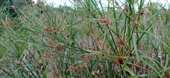 Cyperus giganteus