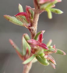 Cliffortia ramosissima