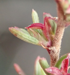 Cliffortia ramosissima