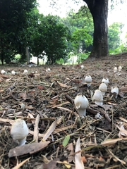 Termitomyces heimii