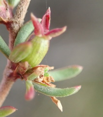 Cliffortia ramosissima