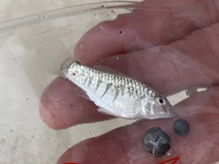 Floridichthys carpio