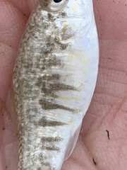 Floridichthys carpio