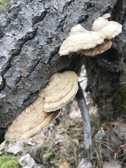 Trametes hirsuta