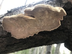 Trametes hirsuta