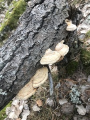 Trametes hirsuta