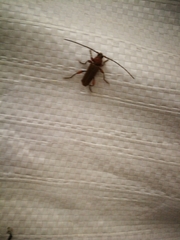 Phymatodes testaceus