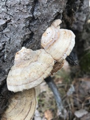 Trametes hirsuta
