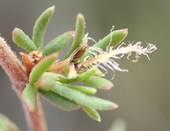 Cliffortia ramosissima