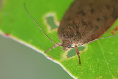 Garrha repandula