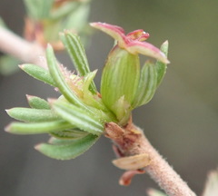 Cliffortia ramosissima