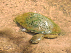 Hydromedusa tectifera