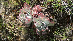 Echeveria multicolor