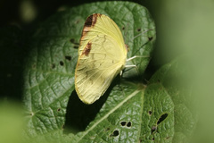 Pyrisitia dina