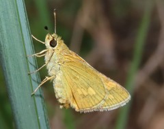 Taractrocera ina