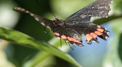 Parides erithalion