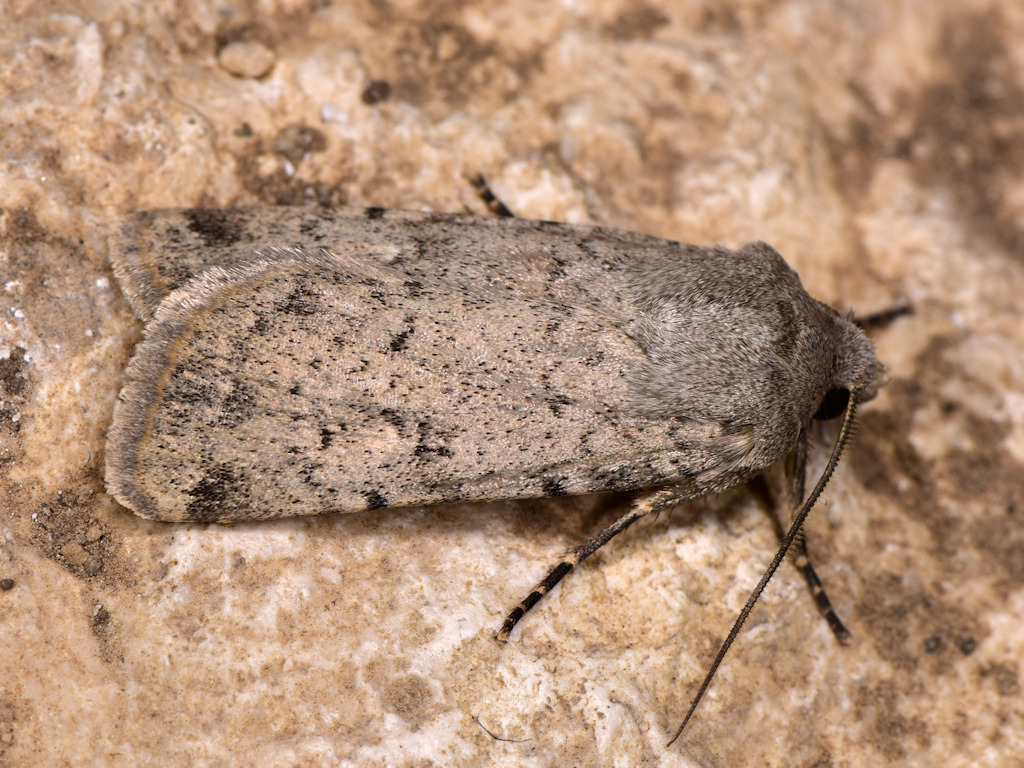 Epipsilia latens