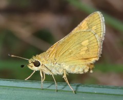 Taractrocera ina