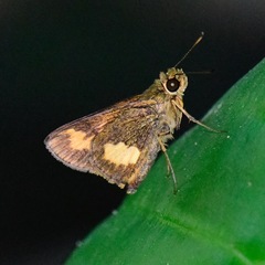 Oriens paragola