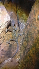 Calodactylodes aureus