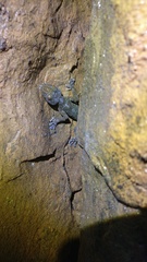 Calodactylodes aureus