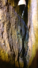 Calodactylodes aureus