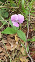 Vigna vexillata vexillata