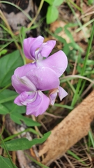 Vigna vexillata vexillata