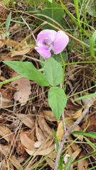 Vigna vexillata vexillata