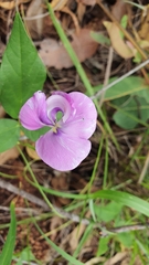 Vigna vexillata vexillata
