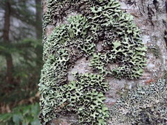 Hypogymnia hypotrypa