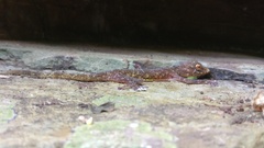 Calodactylodes aureus