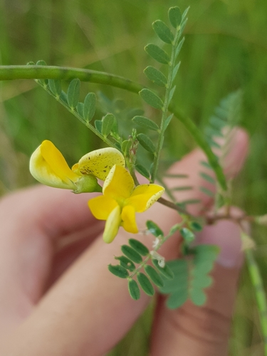 sesbania (Sesbania cannabina)