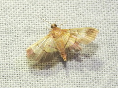 Syngamia latimarginalis