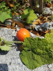Trichosanthes scabra
