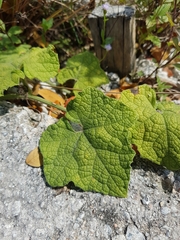 Trichosanthes scabra