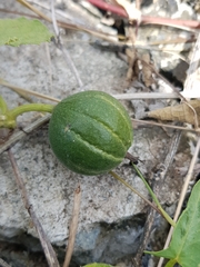 Trichosanthes scabra