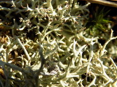 Cladonia amaurocraea