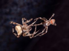 Araneus tartaricus