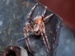 Araneus tartaricus
