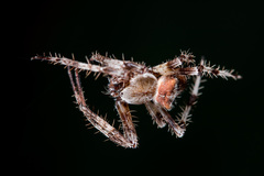 Araneus tartaricus